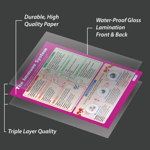 Miniatura 3 de El sistema inmune Pósters científicos Papel laminado brillante que mide 33 x 23.5 pulgadas Gráficos STEM para el aula Gráficos educativos