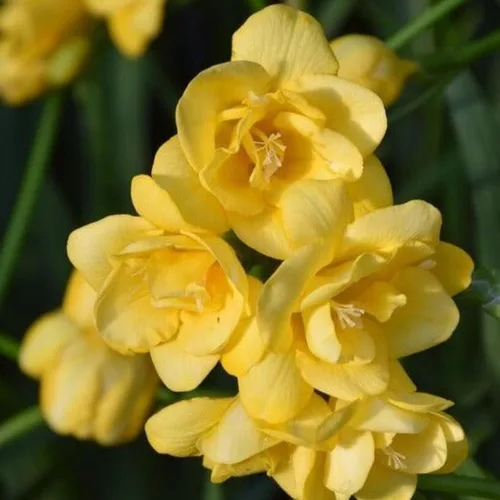 Miniatura 6 de Fresia - Bulbos de flores amarillas dobles fragantes, bombillas perennes fáciles de cultivar para plantar en otoño, perfectos para flores cortadas