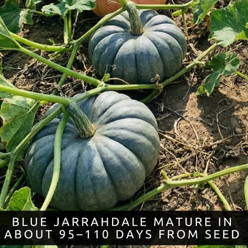 Miniatura 7 de Blue Jarrahdale - Semillas de calabaza (10) - Variedad rara reliquia, calabaza y calabaza únicas para huertos domésticos