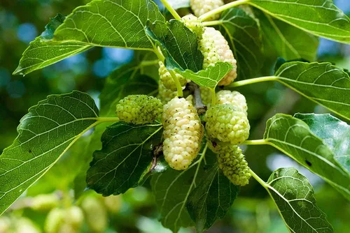 Más de 50 semillas de morera blanca - Morus Alba - Semillas sin OMG, cultivadas y enviadas desde Iowa. Fabricado en Estados Unidos