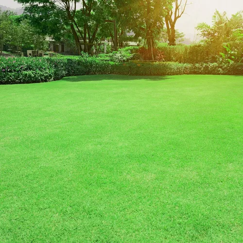 Miniatura 6 de Outsidepride Oasis - Semillas de césped bermuda – 5 libras de temporada cálida, alto tráfico, resistente al calor, tolerante a la sequía, bajo