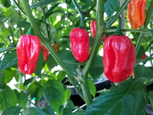 Miniatura 2 de Aji Dulce Pimiento Rojo 10+ Semillas