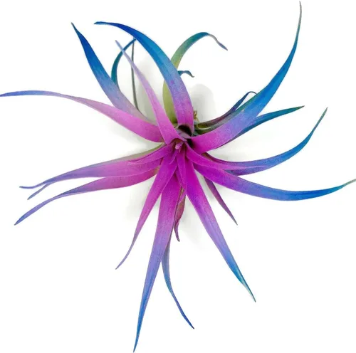 Planta de aire Capitata de color, Tillandsia, planta de aire, purificación del aire, planta de interior, decoración del hogar y regalo, planta viva