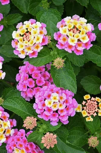 Lantana - Planta viva para plantar al aire libre, juego de 2 plantas Lantana vivas, de 4 a 7 pulgadas de alto, plantas perennes Lantana, listas para