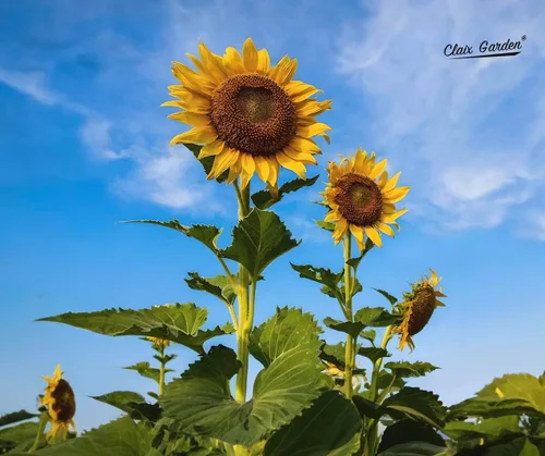 Miniatura 6 de Semillas de girasol gigantes para plantar, color gris mamut, 75 semillas, 100% sin OMG, polinizado abierto, atrae colibríes, abejas y mariposas