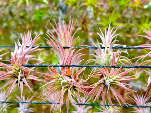 Miniatura 7 de Plantas de aire ragnaroc - Paquete de Tillandsia Ionantha, regular de 1-3" - 12 unidades - Llegada viva garantizada - Plantas de casa