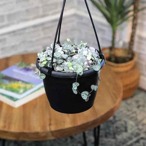 Miniatura 4 de Cesta colgante de cadena de corazones abigarrados, Ceropegia linearis Woodii, cadena de corazones, plantas suculentas vivas, plantas