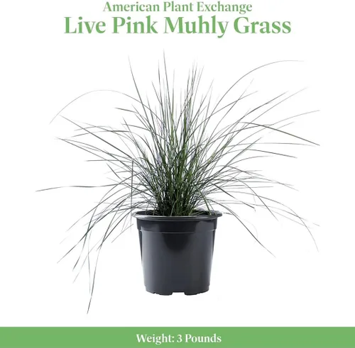 Miniatura 2 de American Plant Exchange Planta de hierba Muhly rosa – Maceta de 6 pulgadas – Hierba ornamental viva con elegantes plumas de floración, impresionante