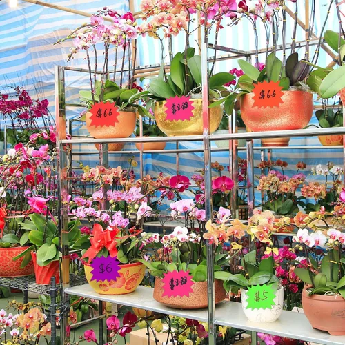 Miniatura 6 de 400 calcomanías de precio de venta de patio, suministros de tablero de visión, decoración de póster de neón Starburst para decoración de tablones