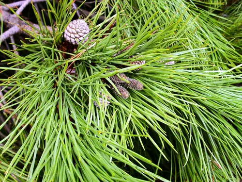 Miniatura 6 de TomorrowSeeds - Semillas de pino de piedra - Más de 30 unidades - para plantar Pinus Pinea Umbrella Pines Mediterráneo Canopy comestible Piñones