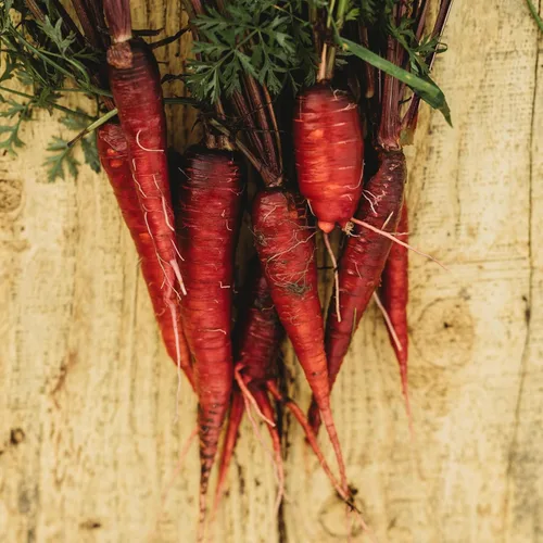 Miniatura 7 de Zanahoria roja dragón – 150 semillas – Variedad rara reliquia y polinizada abierta, semillas de vegetales sin OMG para plantar en interiores