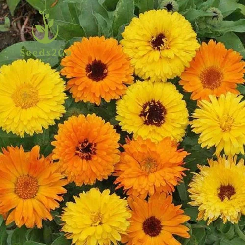 Miniatura 3 de Semillas de flores de caléndula, mezcla de belleza pacífica, paquete de 2,000 semillas por Seeds2Go