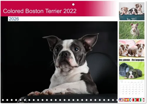 Boston Terrier de colores 2022 (calendario mensual de pared 2024 11.7 x 16.5 pulgadas (abierto), calendario de 14 meses CALVENDO