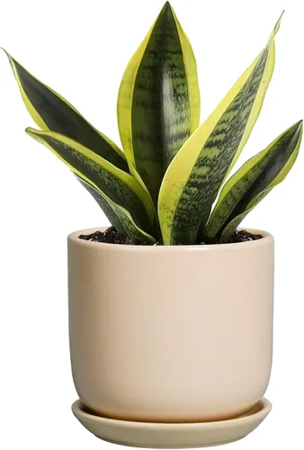 Maceta de cerámica de 5 pulgadas, maceta redonda para suculentas para plantas de interior con orificio de drenaje y platillo, patio, habitación,