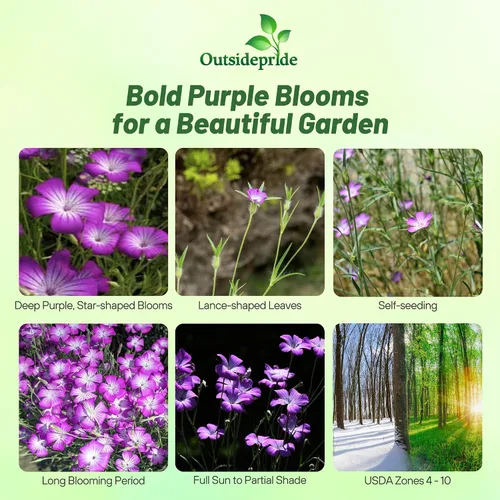 Miniatura 2 de Outsidepride Agrostemma - Semillas de flores moradas – 1000 piezas anuales, corncockle, variedad reliquia, fácil de cultivar, flores silvestres