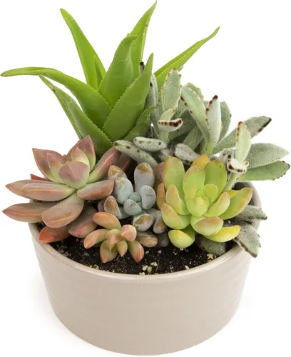Plantas suculentas viven en el jardín, plantas suculentas vivas, plantas vivas en maceta de color gris pardo, suculentas vivas, regalos únicos de