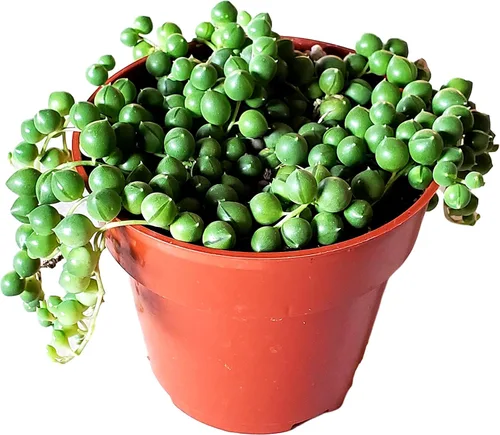 Cadena de perlas (Senecio Rowleyanus) - Plantas vivas rastreras totalmente enraizadas y en floración - Rara planta de interior para decoración