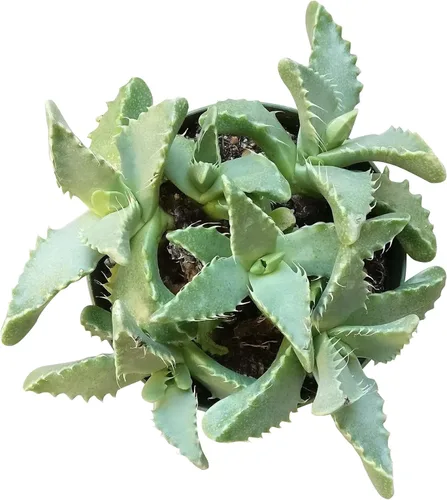 Miniatura 12 de Caja de suculentas Colección única de suculentas de Crassula vivas, fáciles de cultivar, planta de interior para el hogar, totalmente enraizadas