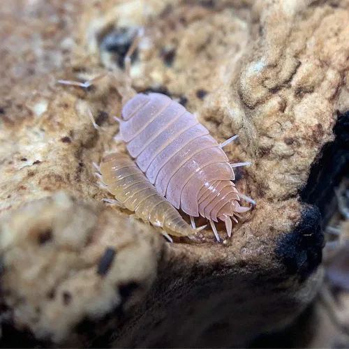XYZReptiles Insectos vivos en polvo isópodos naranja para la venta Equipo de limpieza para Terrario Ropa de cama de reptiles y ropa de cama de