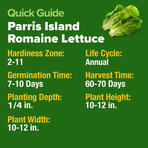 Miniatura 5 de HOME GROWN Parris Island - Semillas de lechuga romana con más de 3,500 reliquias sin OMG, de alta germinación, cabezas crujientes, jardín
