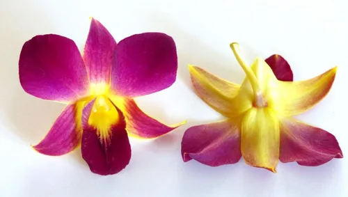 Miniatura 6 de Miami Fresh Orchid Flower OrchidClub USA Sunne Tropical Loose Bloom DIY Lei, decoración de alimentos y bebidas (50 amarillos)