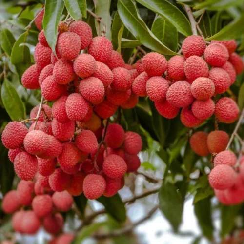 Miniatura 2 de 20 semillas de lichi gigantes (Litchi chinensis), semillas de plantas de frutas tropicales tradicionales de primera calidad para jardín doméstico