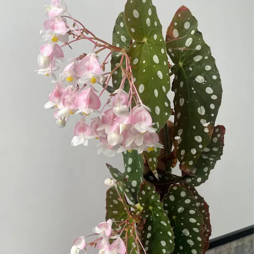 Miniatura 2 de Begonias - Planta de interior, planta de interior de begonias, planta viva de begonias raras de 4 a 6 pulgadas de altura, sin maceta