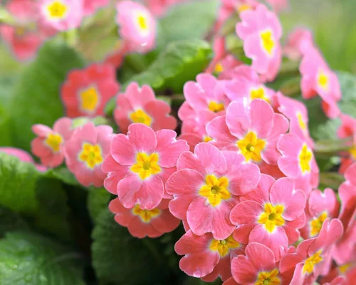 Miniatura 8 de 50 semillas mixtas de flores de planta de interior con sombra de prímula vulgaris