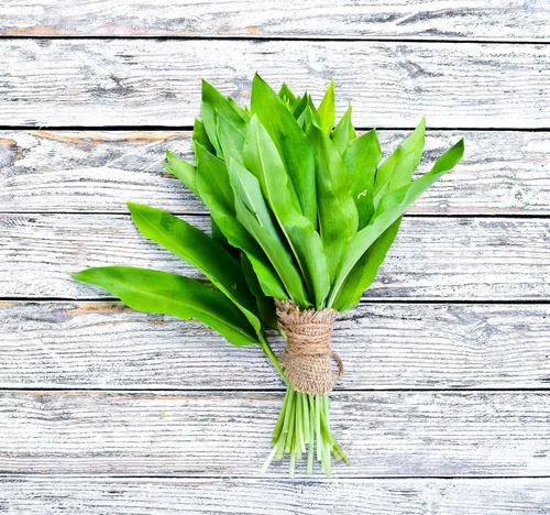 Miniatura 4 de Semillas de ajo silvestre más de 100 semillas para cultivar Allium Ursinum Ramsons de larga vida perenne para plantar en primavera u otoño