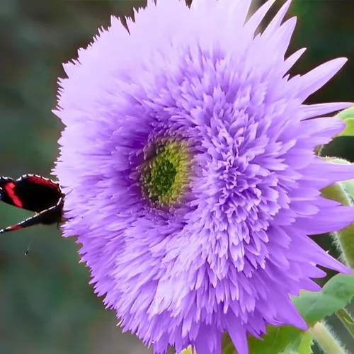 50 piezas de semillas raras de girasol de oso de peluche púrpura para plantar - Impresionantes flores de jardín de casa, sin transgénicos, reliquias
