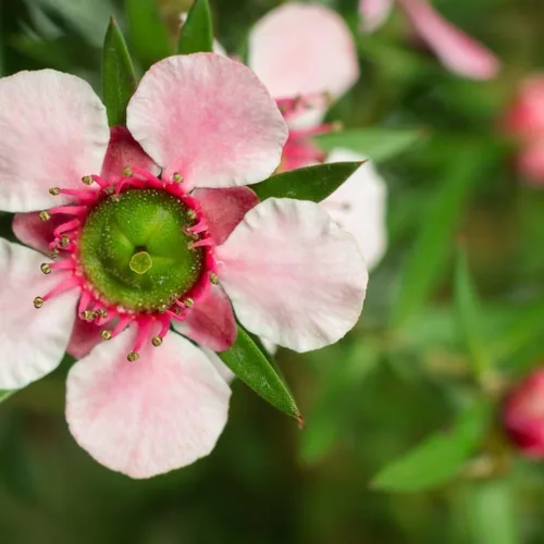Miniatura 3 de Árbol de Manuka (Leptospermum scoparium) - Cultiva ahora o almacena para futuras plantaciones - Cápsula de 10 semillas