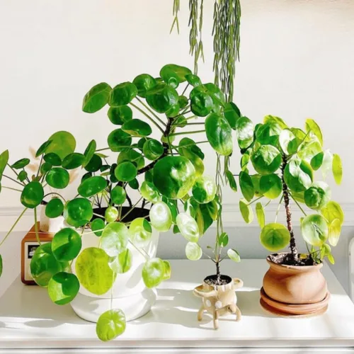 Miniatura 3 de Planta de dinero, planta viva Pilea Peperomioides, de 5 a 7 pulgadas de alto, planta viva para jardín