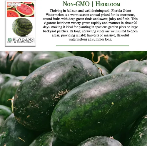 Miniatura 3 de Cultiva enormes sandías gigantes de Florida, más de 25 semillas de reliquia sin OMG de Isla's Garden Seeds, melones masivos de 40 a 50 libras