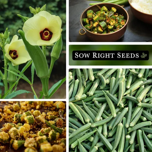 Miniatura 4 de Sow Right Seeds - Semillas de okra esmeralda para plantar - Paquete de reliquia sin OMG con instrucciones para plantar un huerto casero - Cápsulas