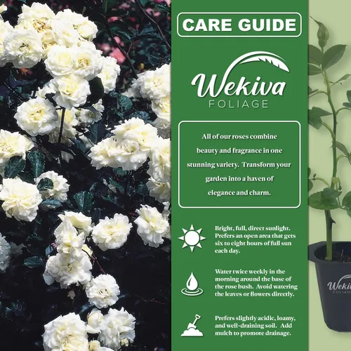 Miniatura 2 de Prosperity Rose Bush - Planta de inicio en vivo en una maceta de cultivo de 2 pulgadas, rosa de té híbrida bellamente fragante, una belleza versátil
