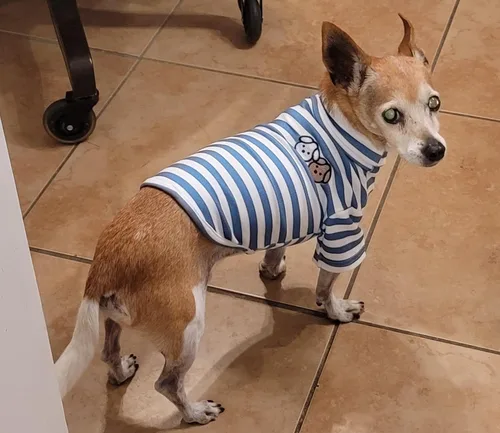 Miniatura 6 de Camisa de cuello alto para perro, lindo bordado de perrito, sudadera súper suave para perro, jersey elástico a rayas para cachorro, para gatos