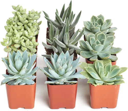 Miniatura 10 de Shop Succulents Paquete de plantas suculentas azules y verdes, colección a granel, mini plantas suculentas vivas, bajo mantenimiento, mezcla