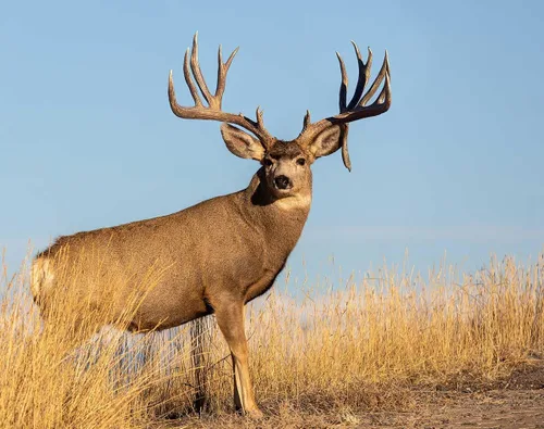 Miniatura 8 de The KING Company - Calendario de pared 2024 con diseño de ciervo y mula, tamaño XL, 14 x 22 pulgadas, el mejor calendario de ciervos mulas Big Buck