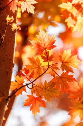 Miniatura 2 de 60 semillas de árbol de arce de azúcar premium, Acer Saccharum Northern Deciduous Rock Maple Seeds para colores otoñales