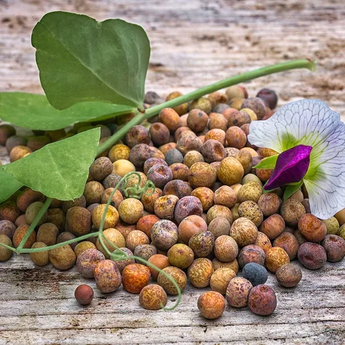 Miniatura 15 de CZ Grain Semillas de parcela de alimentos para plantar: cultiva alimentos para ciervos, pavos, alces, fesantes, codornices y otros animales Cebada