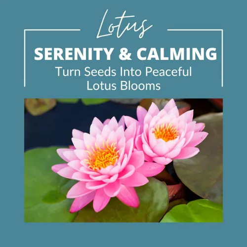 Miniatura 5 de Lotus Seeds (paquete de 30) – Loto de agua acuática para plantar – Cultivar en estanque Koi, cuenco o contenedor – Planta de jardín de agua