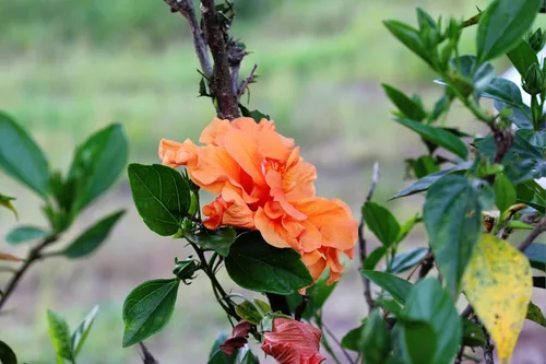 Miniatura 9 de 5 Seeds Orange Climbing Rose Rosa Bush Vine Climber Fragrant Butterfly Flower Seeds