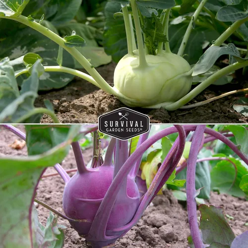 Miniatura 4 de Colección de semillas de colinabo para plantar, 2 paquetes para plantar y cultivar plantas de colinabo de Viena blanca y púrpura de Viena - Cebollas
