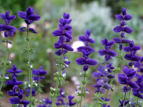 Miniatura 2 de Clary Sage Blue Monday 500 Seeds (Salvia horminum) Heirloom - Open Pollinated