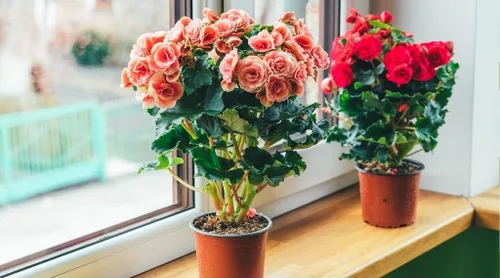 Miniatura 2 de Eleva tu begonia con la mezcla orgánica de tierra de Gardenera - Cultiva flores más saludables y vibrantes - 1 cuarto de galón