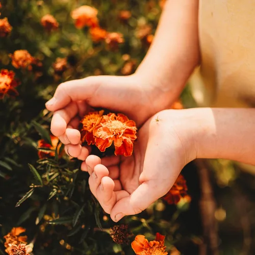 Miniatura 4 de Caléndula francesa - 250 semillas - Variedad de reliquia y polinizada abierta, semillas de flores fáciles de cultivar, sin OMG para plantar al aire