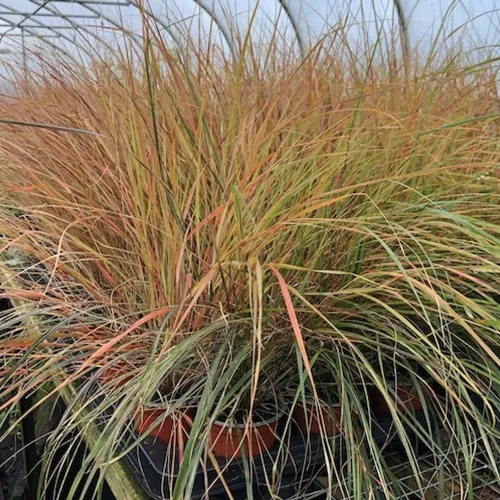 Miniatura 7 de Outsidepride - 250 semillas de la hierba ornamental perenne paja brava (Stipa arundinacea [Pheasant Tails]) para sembrar