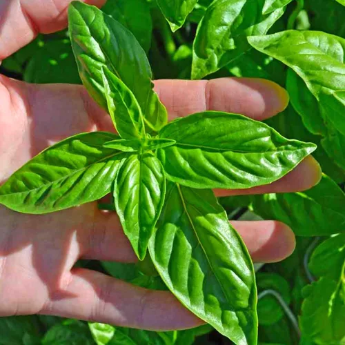 Miniatura 3 de 4 plantas de albahaca, plantas de albahaca dulce vivas para interiores, plantas de hierbas vivas, de 4 a 6 pulgadas