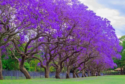 Miniatura 2 de 50 semillas de árbol de jacaranda azul, impresionante árbol en flor, fabricado en Estados Unidos, se envía desde Iowa