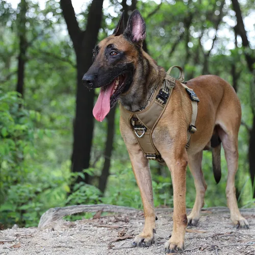 Miniatura 2 de ICEFANG Arnés de correa para perro con 4 hebillas de metal, para perro de tamaño grande, chaleco K9, pecho en forma de Y, arnés ajustable para Marrón